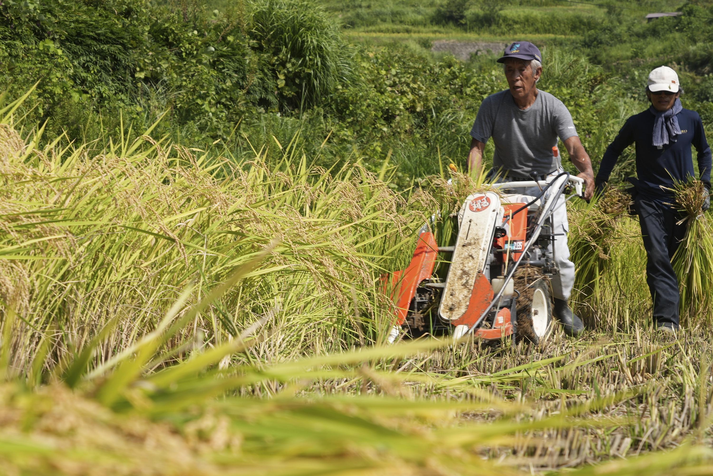 Aging farmers face extreme temperatures as they struggle to maintain Japan's rice crop