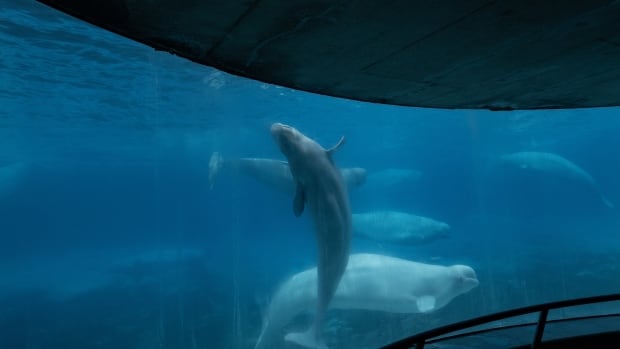 Another beluga dies at Marineland, Ontario saying little on 4-year probe into park