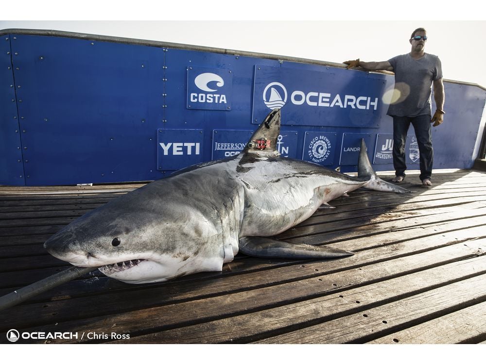 ARE THERE WHITE SHARKS IN EUROPEAN AND MEDITERRANEAN WATERS?