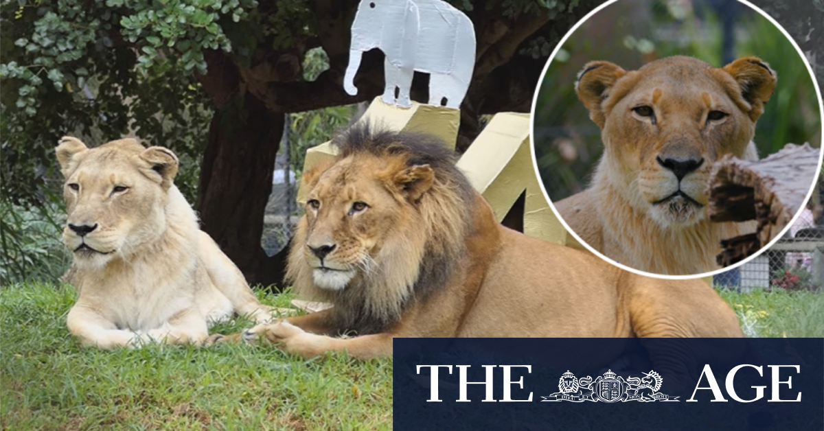 Australia's oldest lioness euthanised after death of her lifelong partner