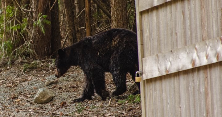 B.C. fisherman finds 2 black bears thrown into river with paws, gallbladder missing