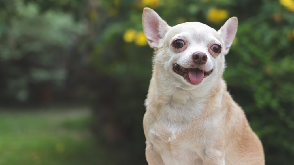 B.C. man convicted of killing neighbour's chihuahua to protect his chickens 