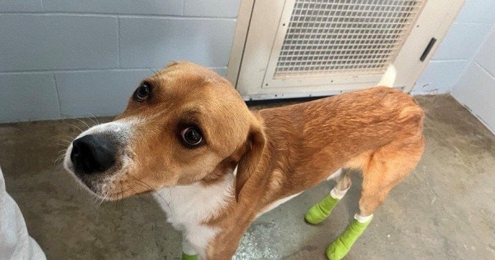 BC SPCA seizes dog after it was intentionally dragged behind vehicle