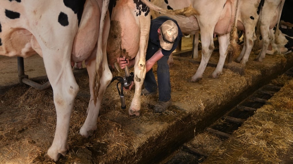 Billions of litres of Canadian milk were discarded in the last 12 years. A new study finds its massive impact