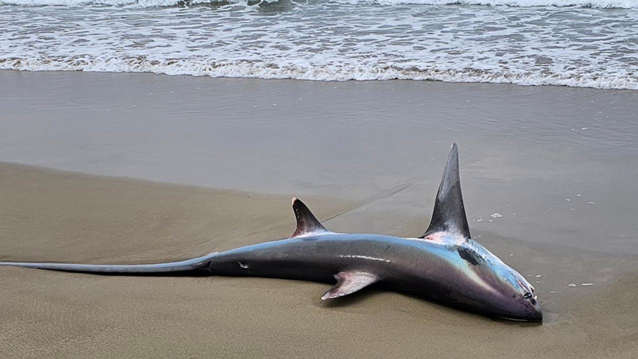 Bizarre find on popular Aussie beach