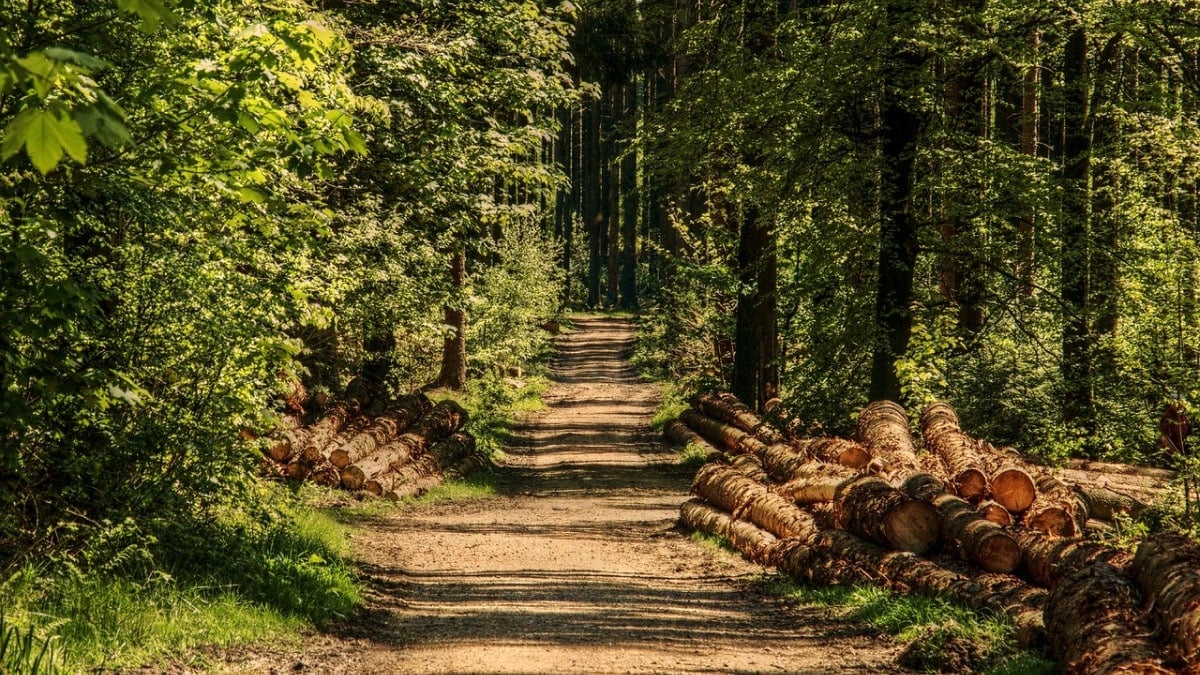 Burying Wood: A Simple, Low-Tech Carbon Storage Solution to Combat Climate Change