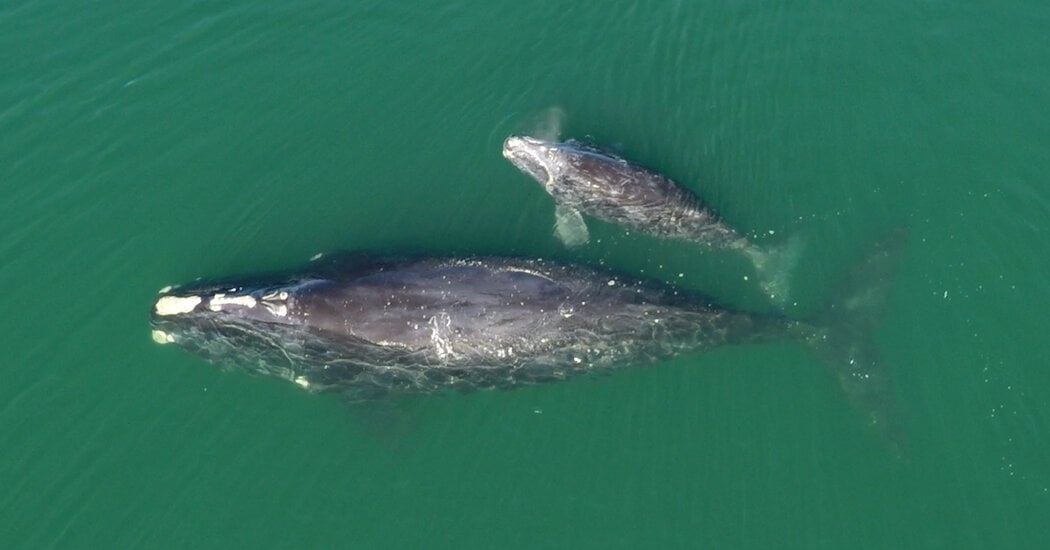 Can 70 Moms Save the Endangered North Atlantic Right Whale?