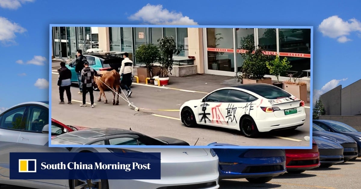 China driver buys used US$14,000 Tesla, finds it will not charge, tows with ox in protest