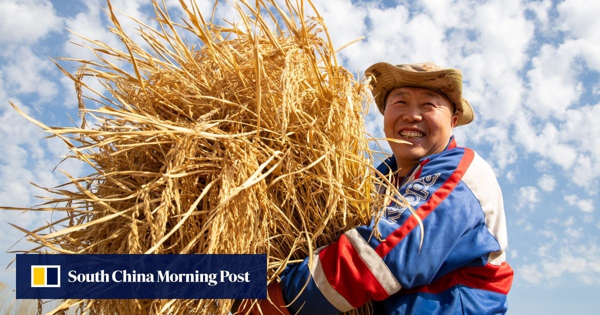 China on course for record harvest in boost for food security drive