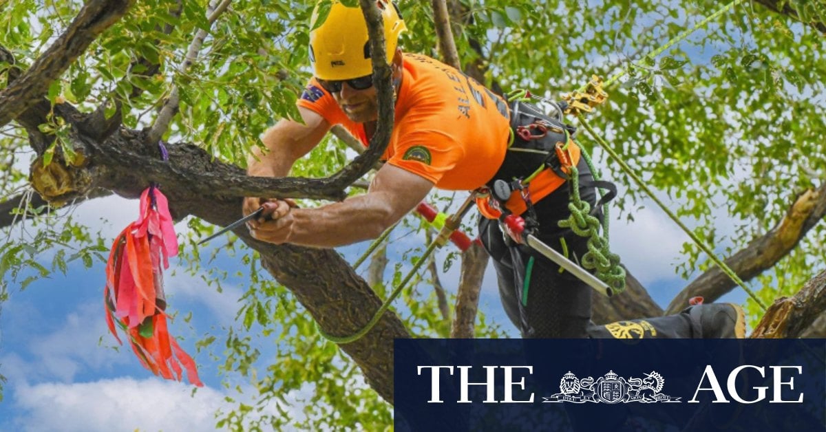 Chipping away at success: Australian tree-climbing champion competes in US