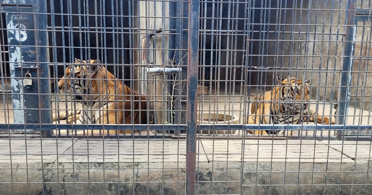 Dozens of Zoo Tigers Die After Contracting Bird Flu in Vietnam