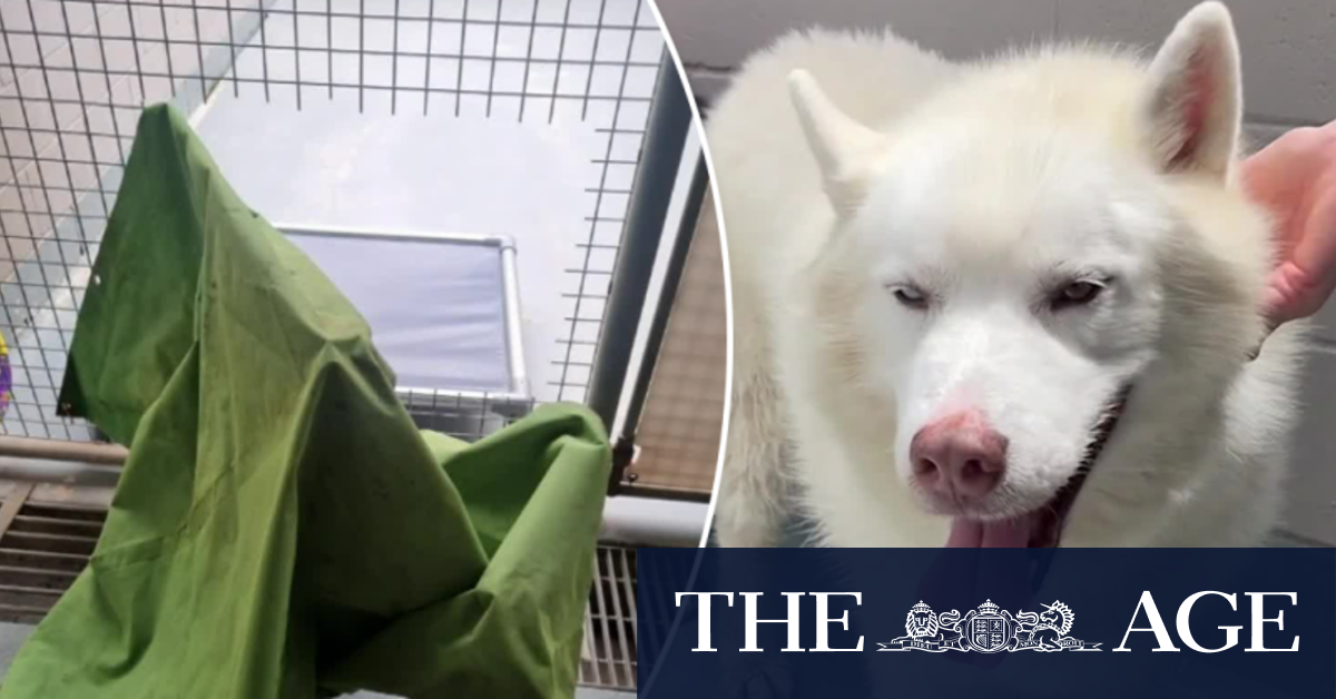 Dognappers steal husky from shelter