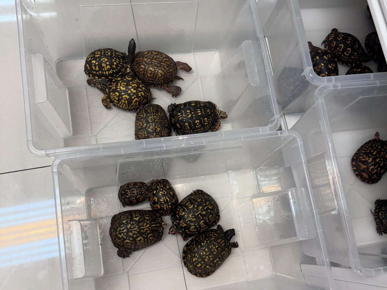 Dozens of turtles stolen from Tsuen Wan flat