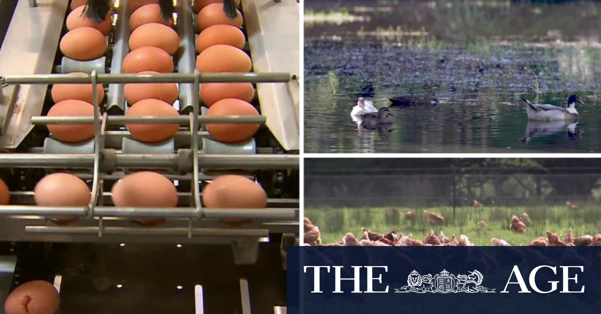 Egg farmers brace for major hit to supply as bird flu heads for Australia