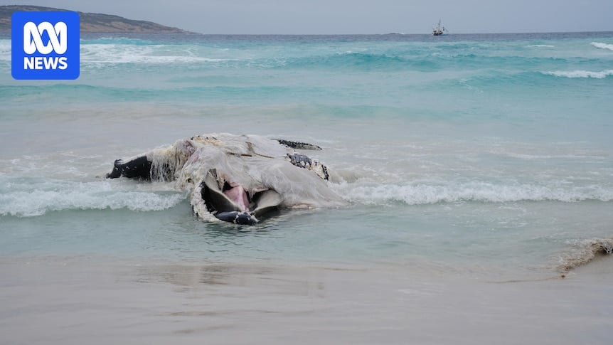 Esperance whale carcass removed from West Beach, as locals work fast to reduce shark risk