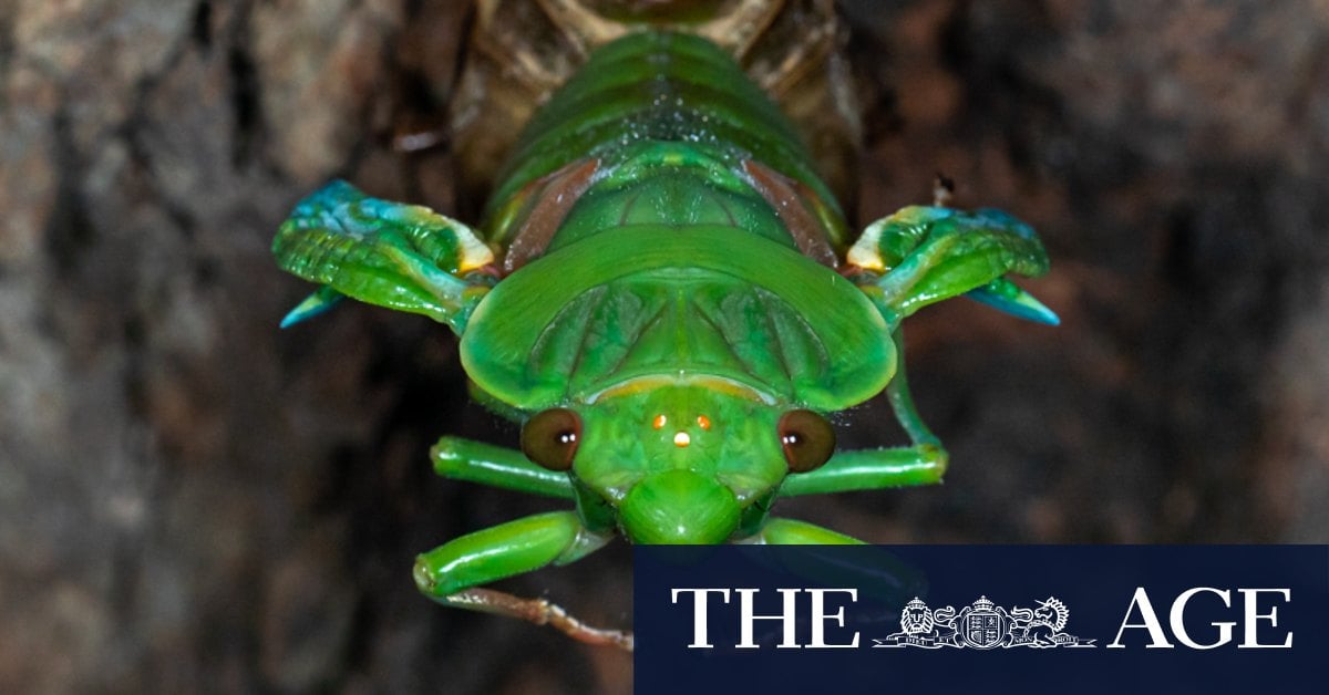 Every seven years, the bush erupts. Stand by for a roaring cicada summer