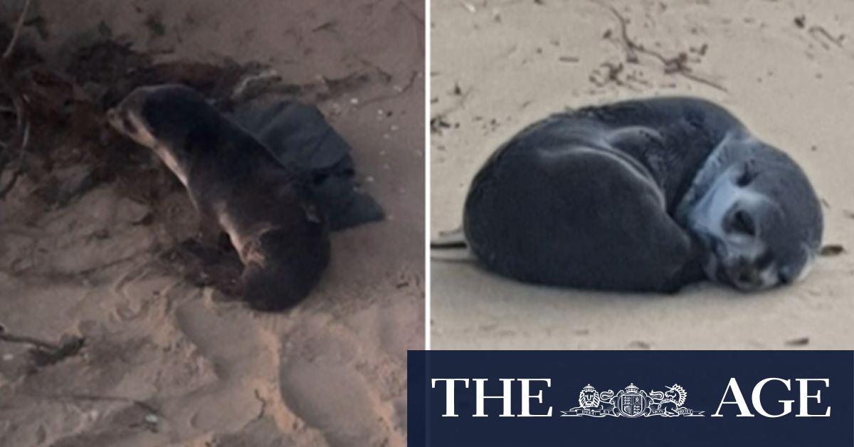 Experts investigate cruel beach attack that led to death of young seal