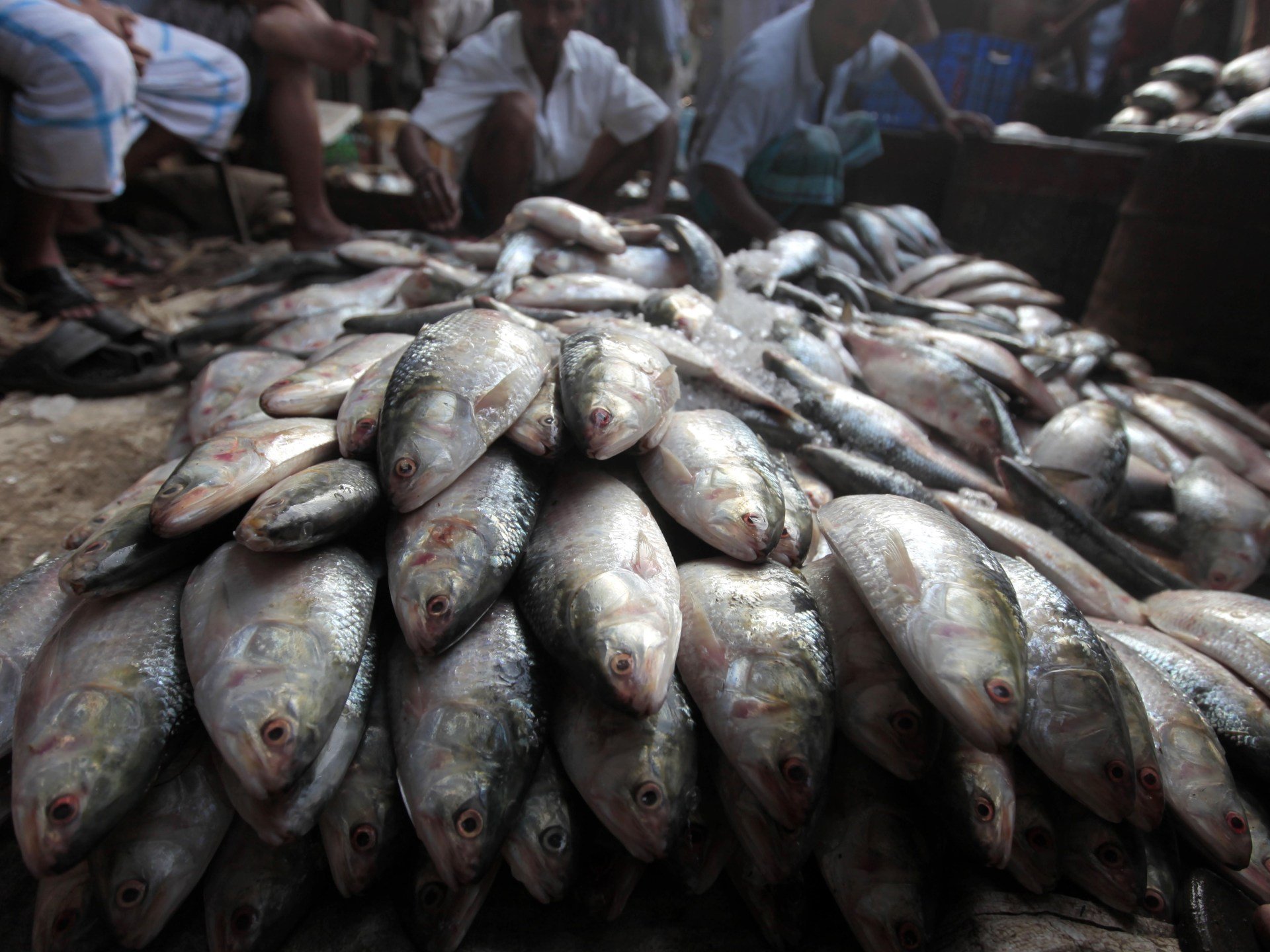 Fishy diplomacy: What a hilsa ban reveals about India-Bangladesh tensions