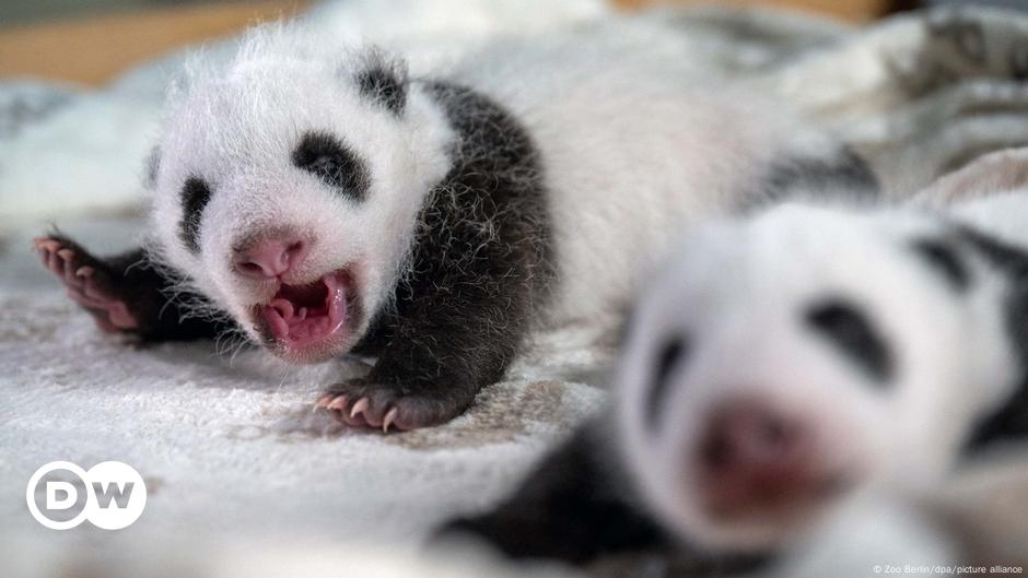 Germany: Panda cubs at Berlin Zoo open eyes