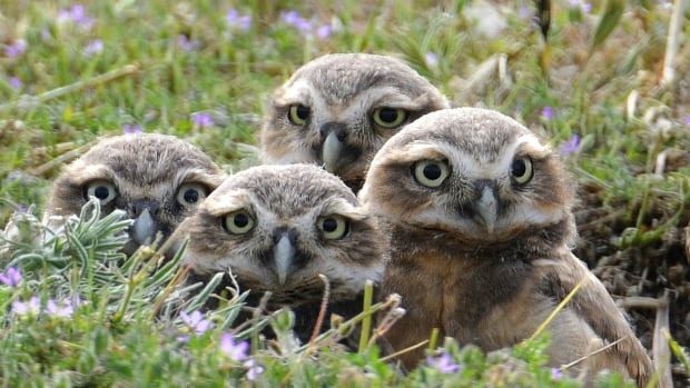 Grassland birds in crisis on the Canadian Prairies, conservationists warn