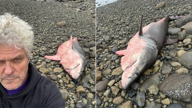 Great white shark found dead on Haida Gwaii, off B.C.'s North Coast