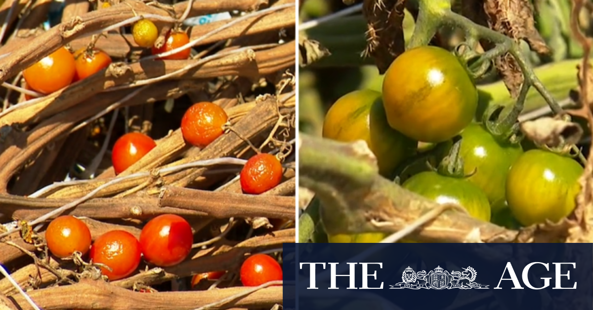 Growers accuse authorities of heavy-handed approach to tomato virus