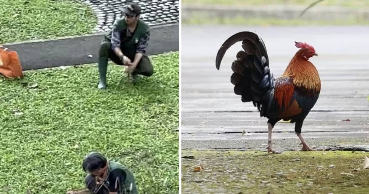 Harmless or nuisance? Yio Chu Kang residents divided over NParks contractors capturing wild chickens in estate