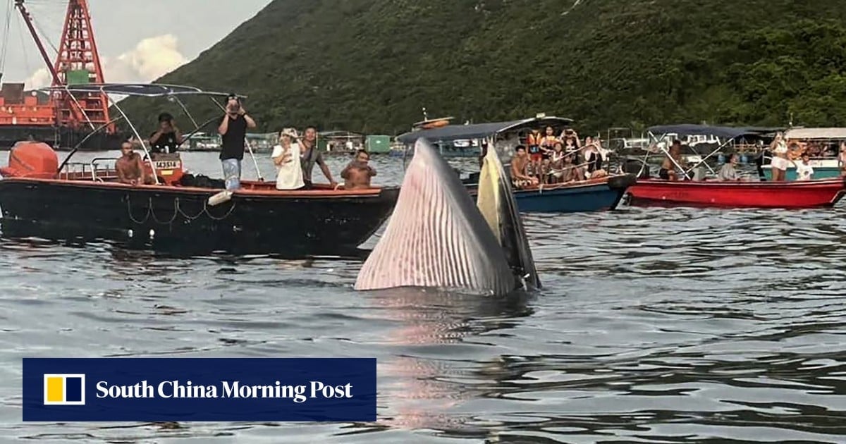 Hong Kong conservation officials float sea restriction zones and ban on whale watching