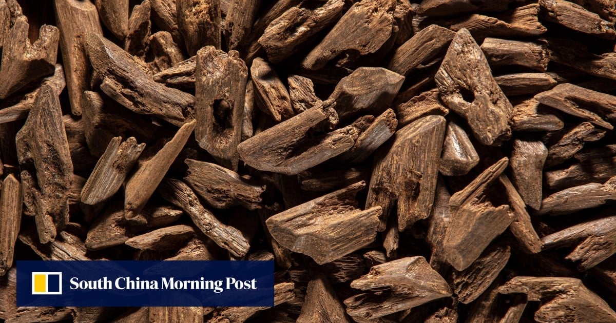 Hong Kong customs seizes a tonne of agarwood in record haul of protected tree bark