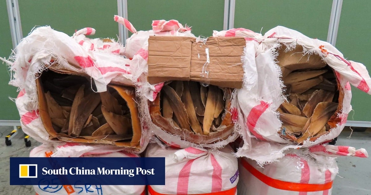 Hong Kong customs seizes HK$2.3 million worth of shark fins, sea cucumber, Chinese medicine