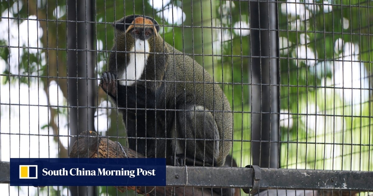 Hong Kong official denies hiding details about monkeys in quarantine after deadly infections