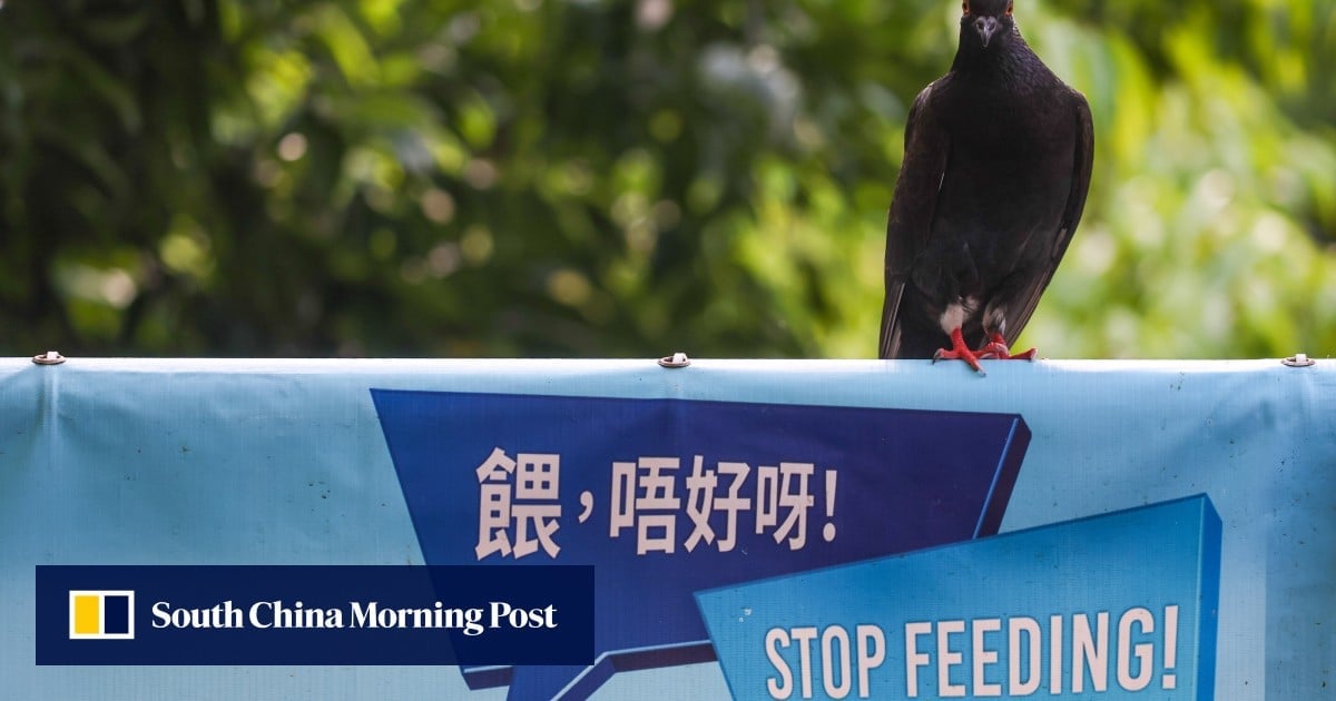 Hong Kong police arrest man, 89, for allegedly killing pigeon by throwing stone