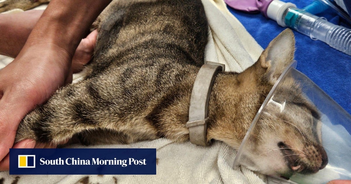 Hong Kong police investigate alleged hit-and-run involving dead cat in New Territories