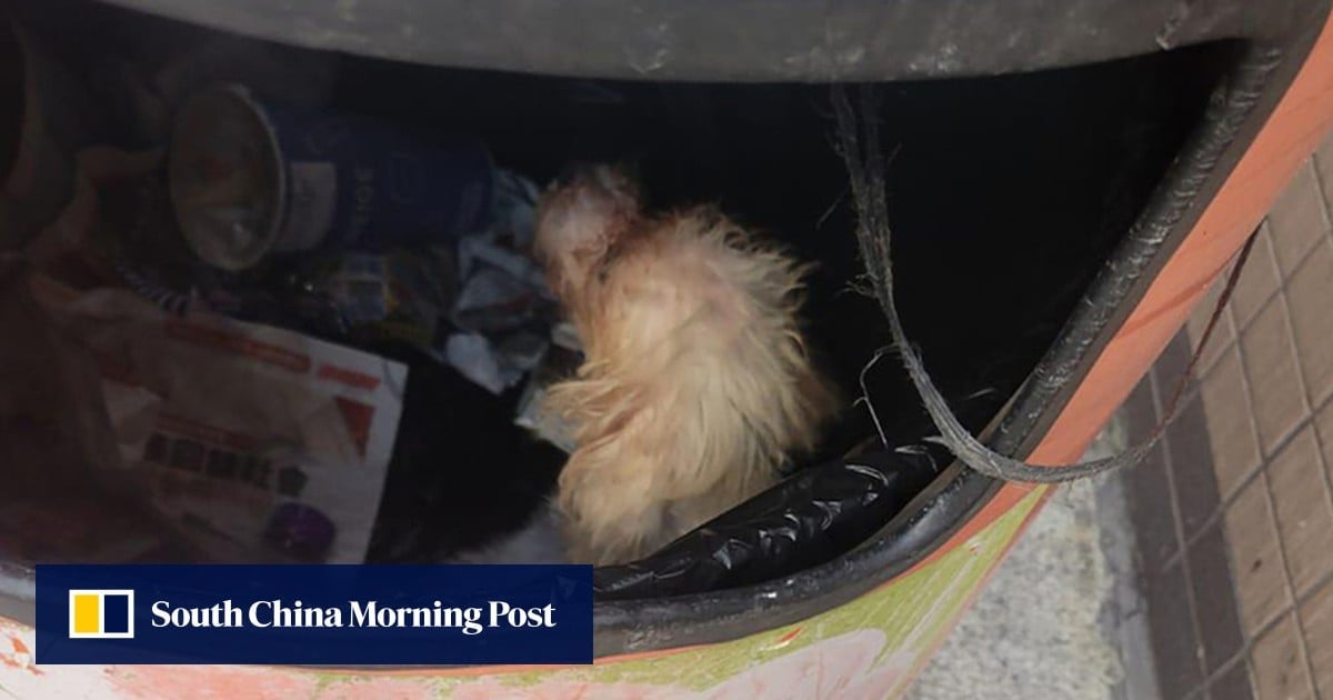 Hong Kong police tracing suspect who dumped white poodle in North Point rubbish bin