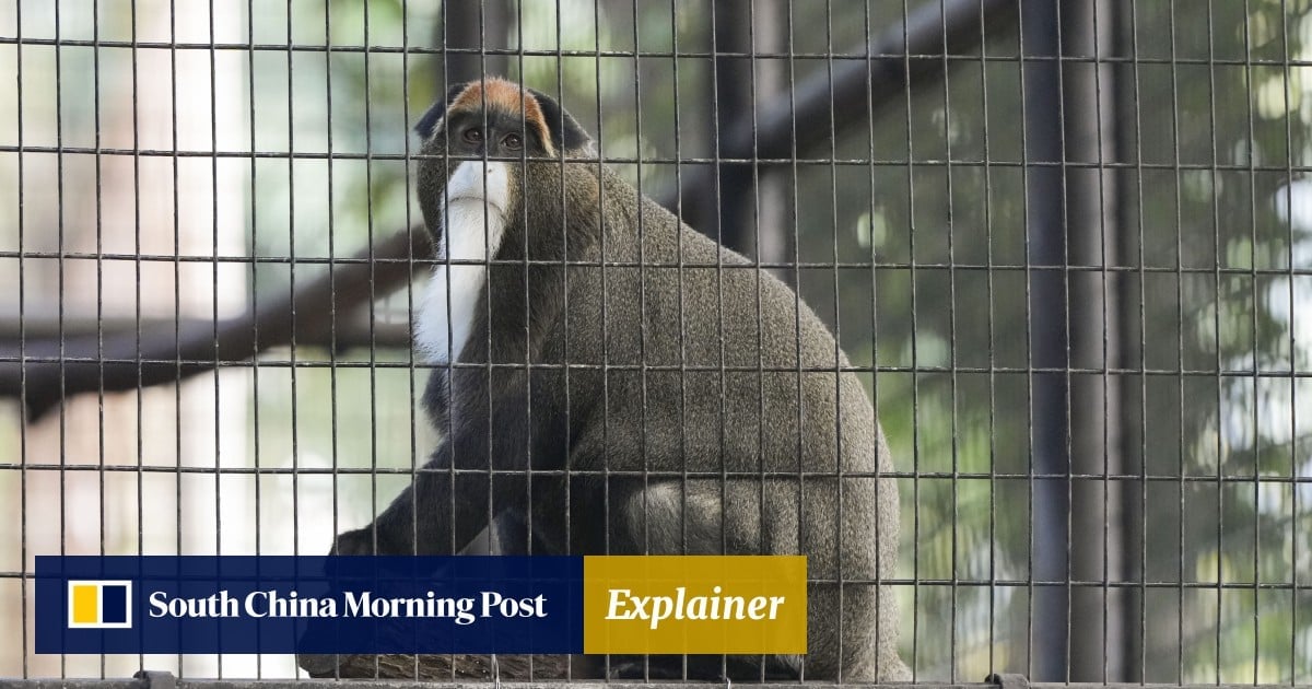 Hong Kong zoo melioidosis outbreak: what is this disease and how does it spread?