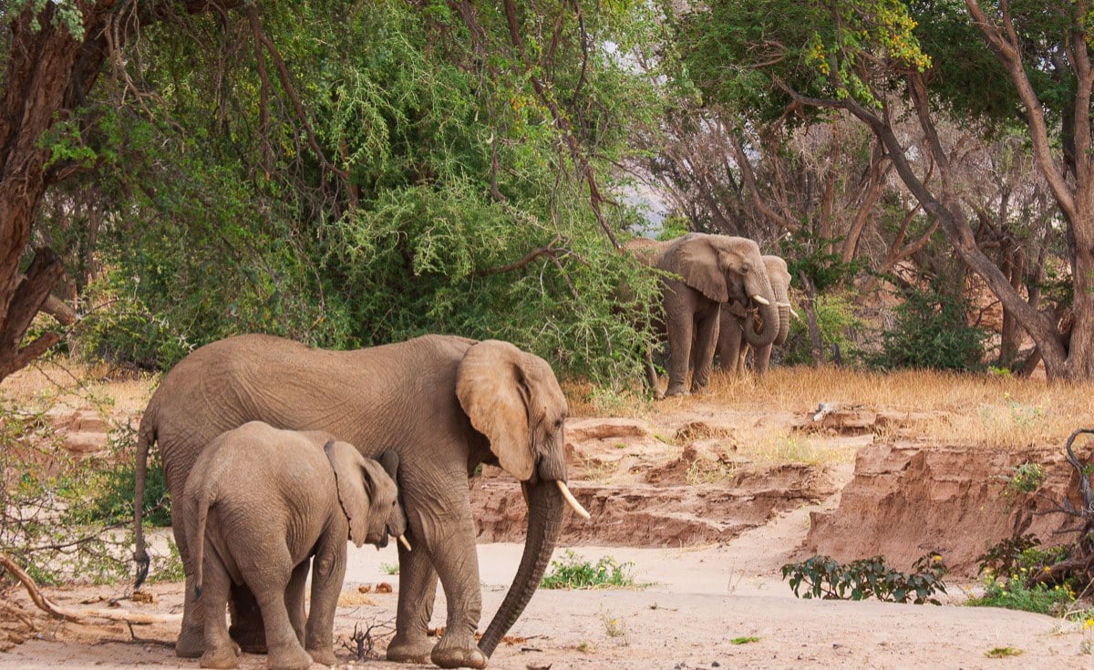 How Do You Stop Elephant Herds From Trashing Crops and Trees? Target Sensitive Nostrils With a 'Scent Fence'