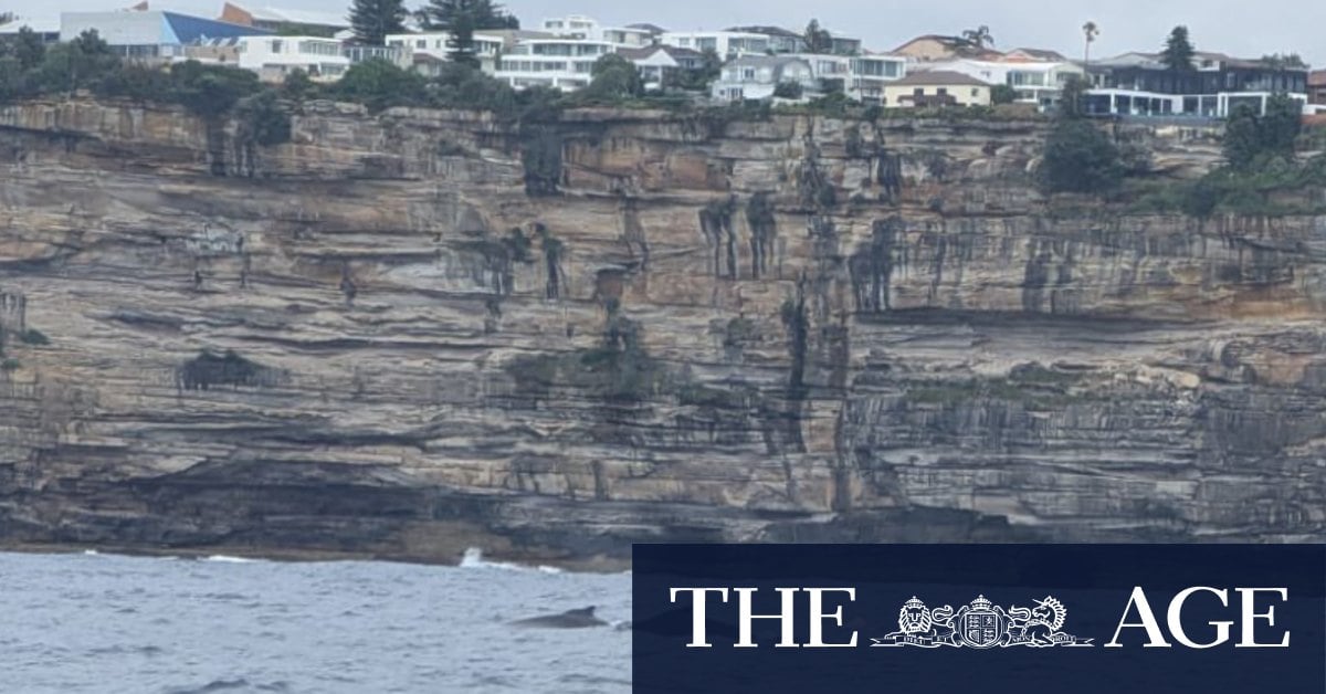 Humpback whale calf entangled off the coast near Bondi