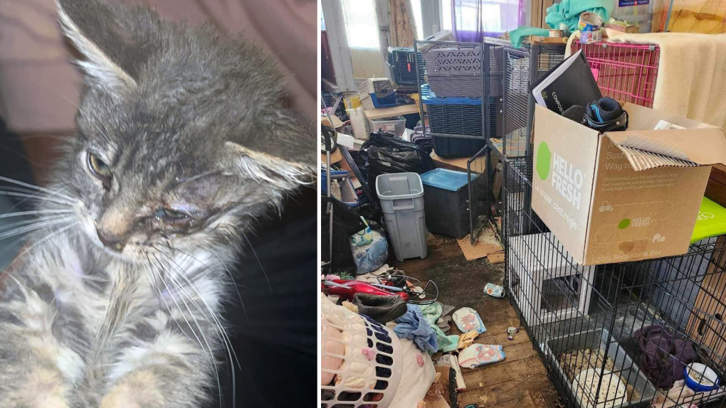 'I regret leaving my cat there': Eastern Ontario cat rescue under investigation, allegations of abuse, neglect 