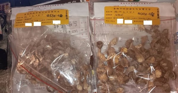 Imported mushrooms destroyed for excessive heavy metal levels