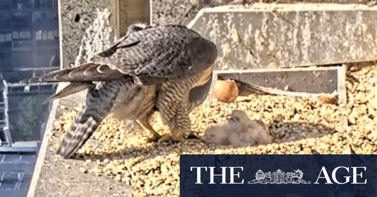 Joy as falcon chicks hatch at Melbourne skyscraper