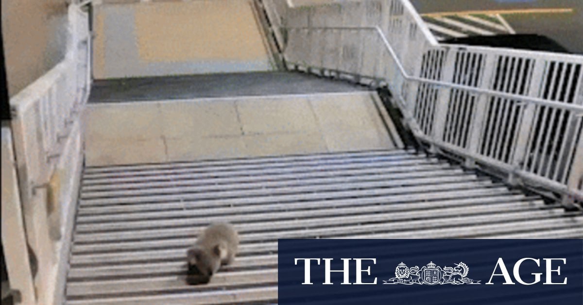 Koala leads police on chase through Sydney train station