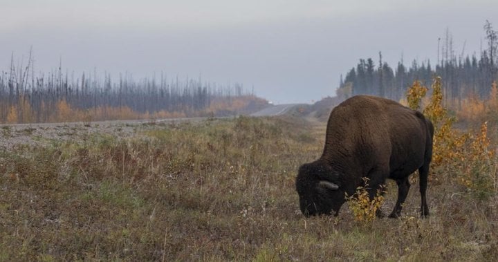 Manitobans caught up in illegal bison hunt thanks to social media post, RCMP say