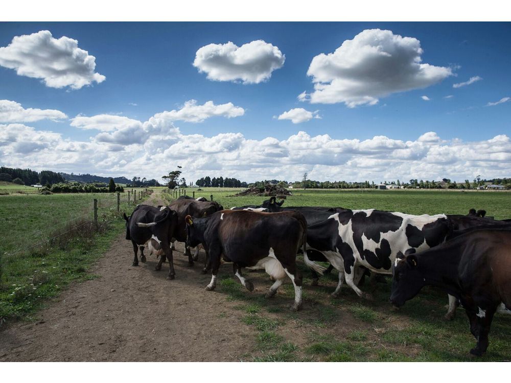 New Zealand Escalates Dispute With Canada Over Dairy Exports