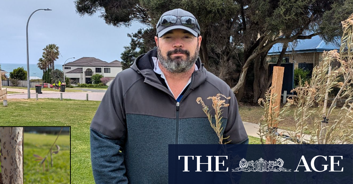 Nighttime tree chopper kills 56 trees in one Perth park in apparent effort to protect ocean views