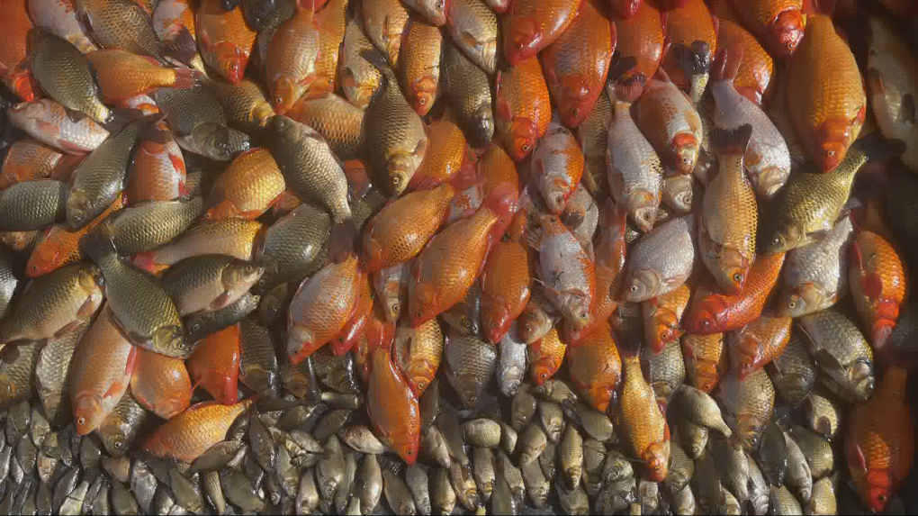 Not-so-tiny goldfish big problem in Alberta town storm pond