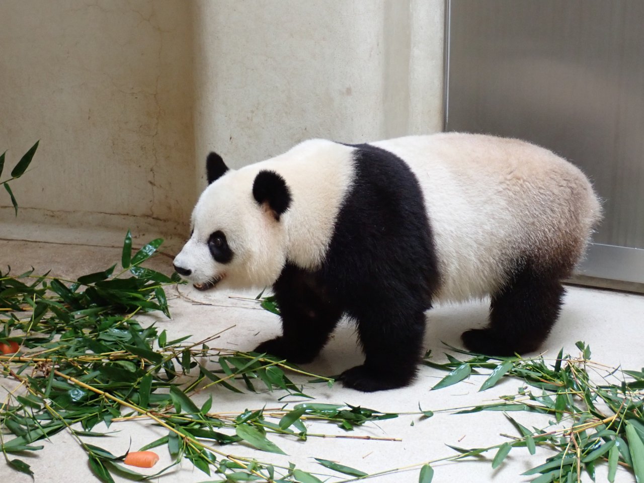 Ocean Park says new pandas are adapting well