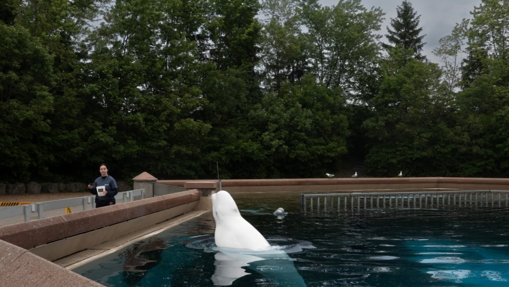 Ontario vision of Niagara as northern Las Vegas may not include Marineland: minister