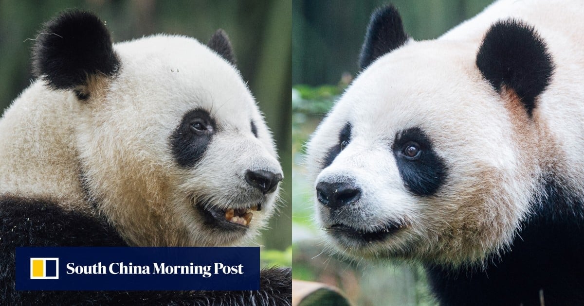 Panda personalities: adventurous An An, cautious Ke Ke adjust to Hong Kong at own pace