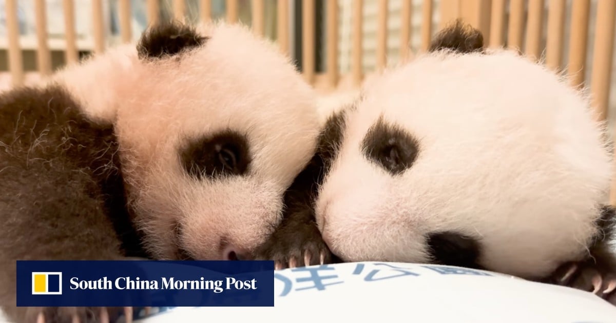 Panda Watch: Hong Kong cub twins happier and healthier at 2 months old