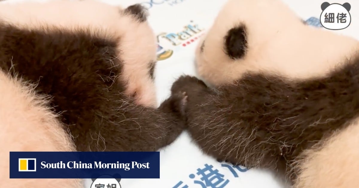 Panda Watch: Hong Kong cubs starting to develop their own distinctive features